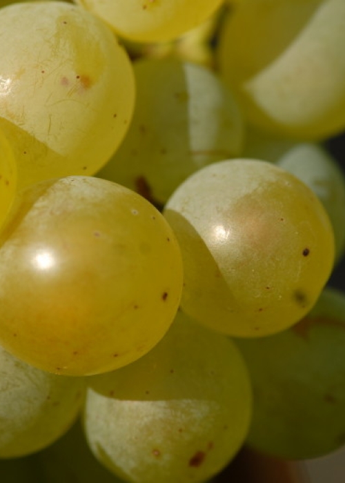weisser Elbling Beeren 4
